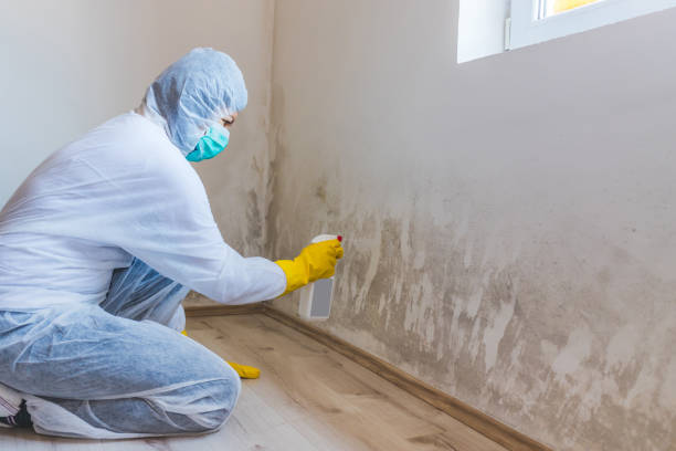 Licensed Attic Mold Removal service in Maugansville, MD - WQB Mold Removal
