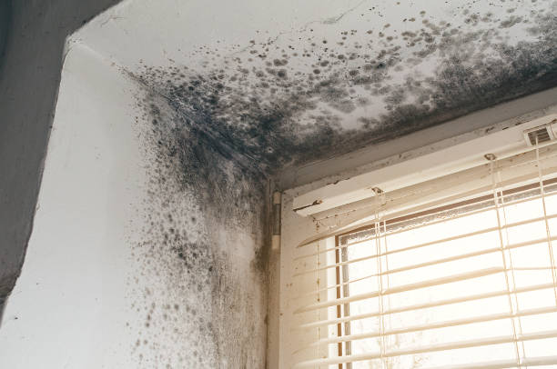 Affordable Attic Mold Removal solutions in Maugansville, MD
