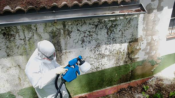 Top rated local Attic Mold Removal specialists in Maugansville, MD